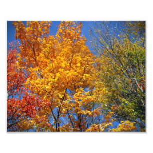 Colourful Autumn Treetops Nature Landscape Photo