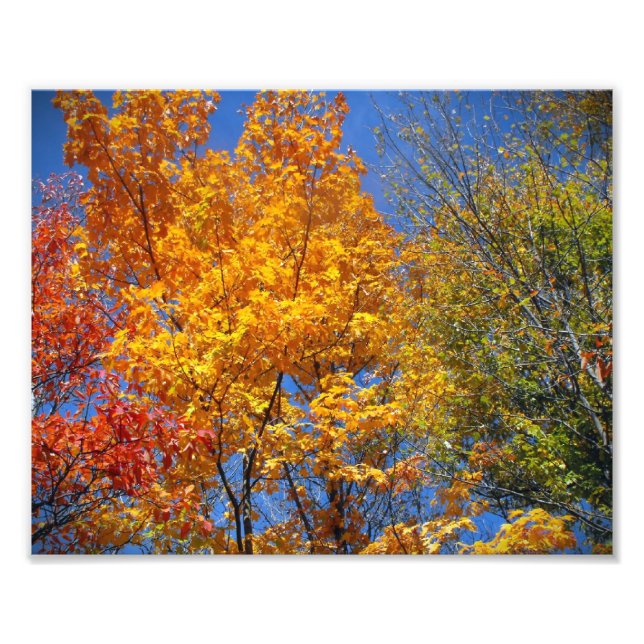 Colourful Autumn Treetops Nature Landscape Photo (Front)