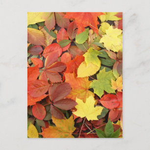 Colourful Background Of Fallen Autumn Leaves Postcard
