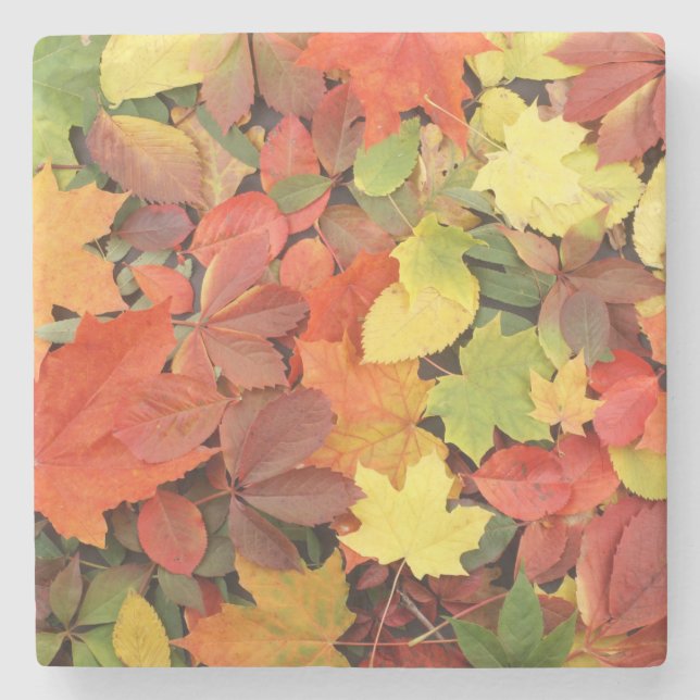 Colourful Background Of Fallen Autumn Leaves Stone Coaster (Front)