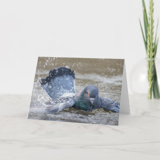 Colourful Bathing Pigeon Thank You Card