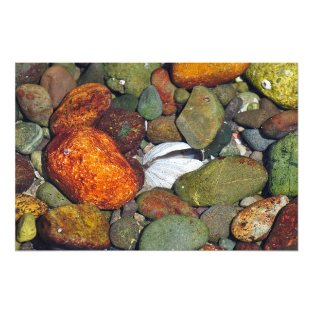 Colourful Beach Rocks and Shells Photo Print (Front)