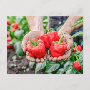 Colourful Bell Peppers and Chilli Mix Holiday Postcard