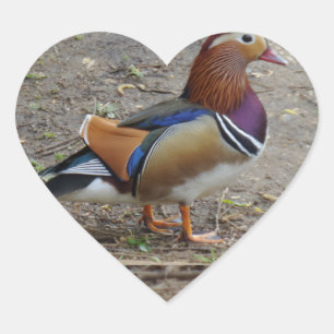 Colourful Bird Heart Sticker