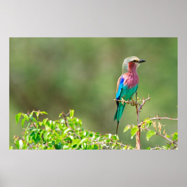 Colourful bird poster (Front)