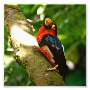 Colourful Bird Rainforest Photo Print