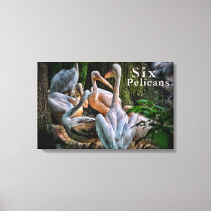 Colourful Birds Six Pelicans Under A Tree Canvas Print