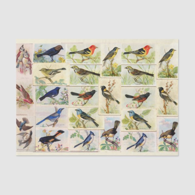 Colourful Birds Tissue Paper (Front)