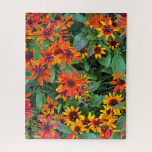 Colourful Black-eyed Susans in Vermont Jigsaw Puzzle