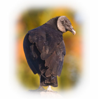 Colourful Black Vulture Standing Photo Sculpture