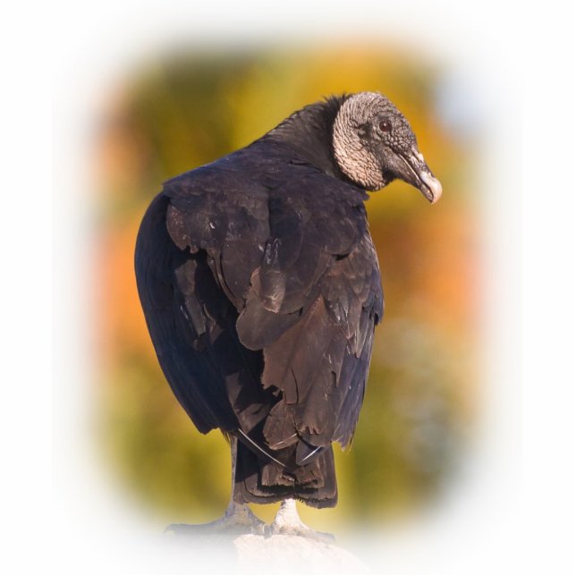 Colourful Black Vulture Standing Photo Sculpture (Front)