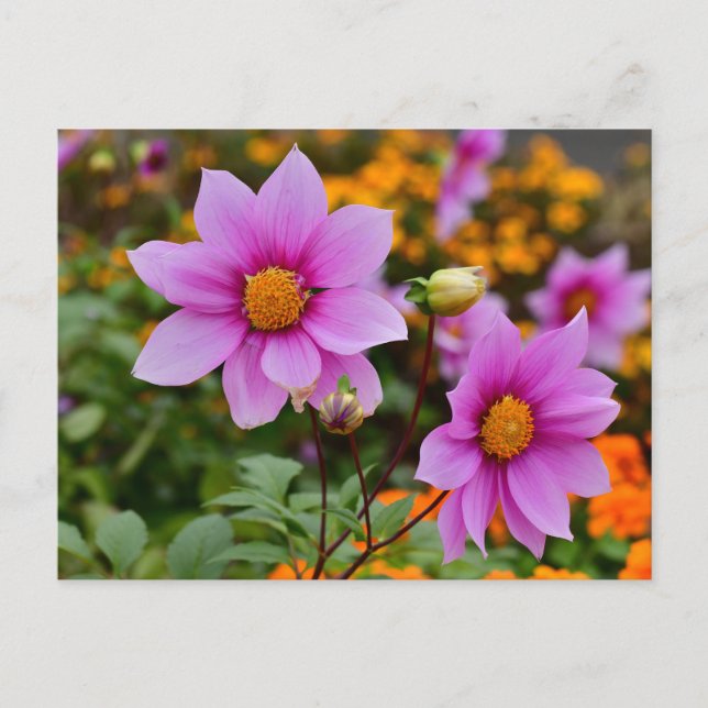 Colourful Blooming Dahlia Flowers   Postcard (Front)