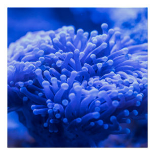 Colourful Blue Sea Anemone Marine Life Poster