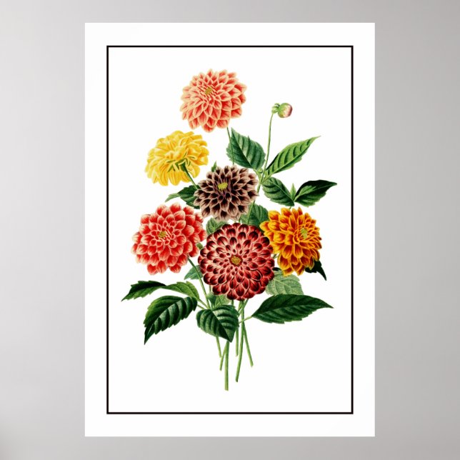 Colourful Botanical Flowers Illustration Poster (Front)