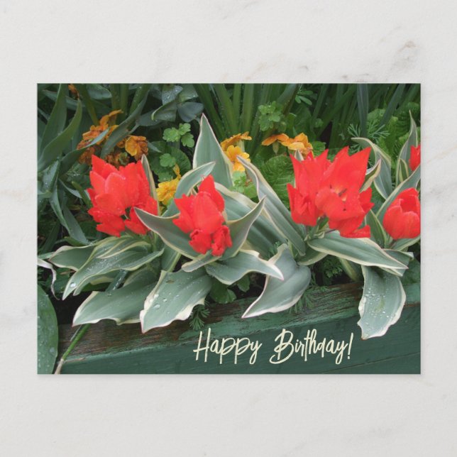 Colourful bright red tulips happy birthday floral  postcard (Front)