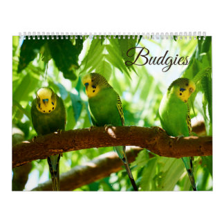 Colourful Budgies Parakeet Bird Lover Calendar