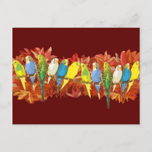 Colourful budgies pattern postcard