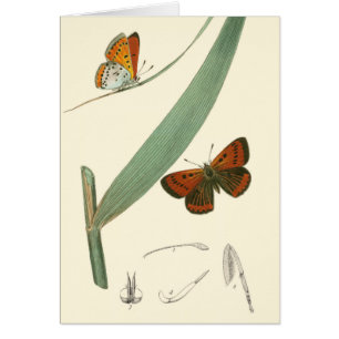 Colourful Butterflies Fluttering Around a Leaf