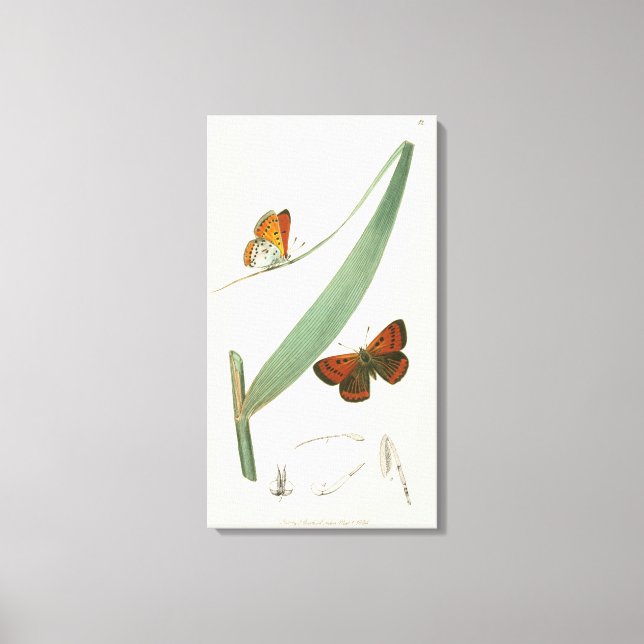 Colourful Butterflies Fluttering Around a Leaf Canvas Print (Front)