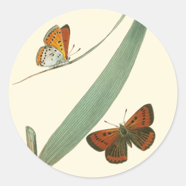 Colourful Butterflies Fluttering Around a Leaf Classic Round Sticker (Front)