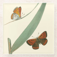 Colourful Butterflies Fluttering Around a Leaf