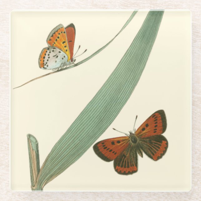 Colourful Butterflies Fluttering Around a Leaf Glass Coaster (Front)