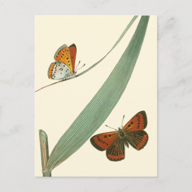 Colourful Butterflies Fluttering Around a Leaf Postcard (Front)