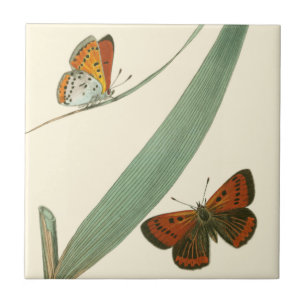 Colourful Butterflies Fluttering Around a Leaf Tile