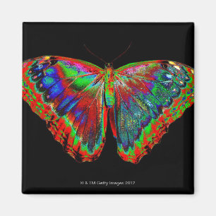 Colourful Butterfly design against black backdrop Magnet