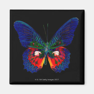 Colourful Butterfly design against black backdrop Magnet
