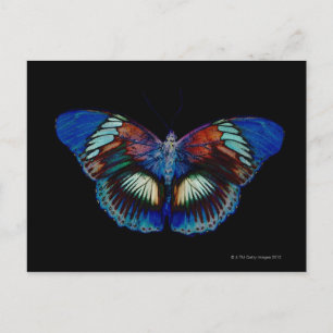 Colourful Butterfly design against black backdrop Postcard