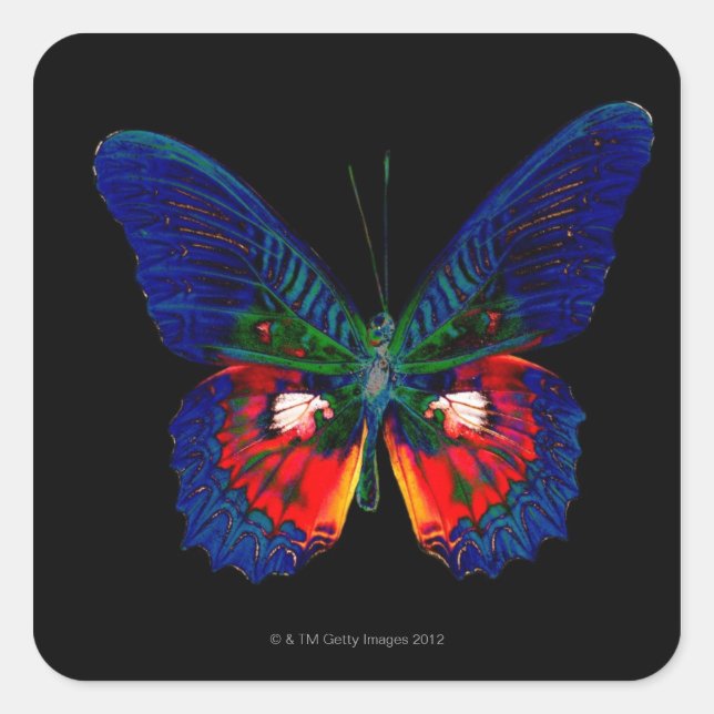 Colourful Butterfly design against black backdrop  Square Sticker (Front)