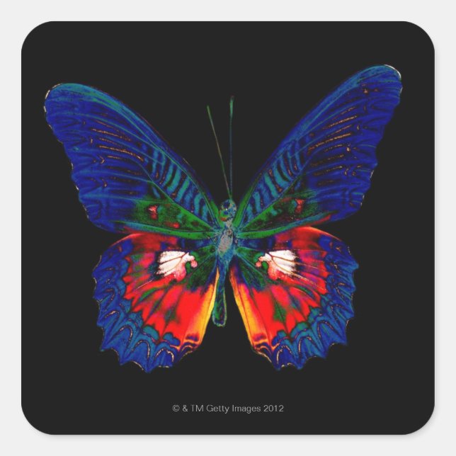Colourful Butterfly design against black backdrop Square Sticker (Front)