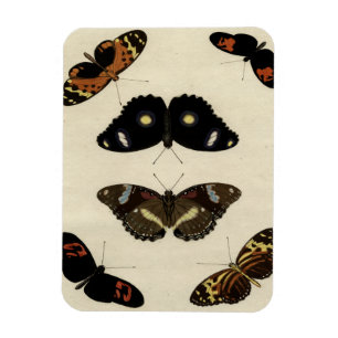 Colourful Butterfly Medley on Cream Background Magnet