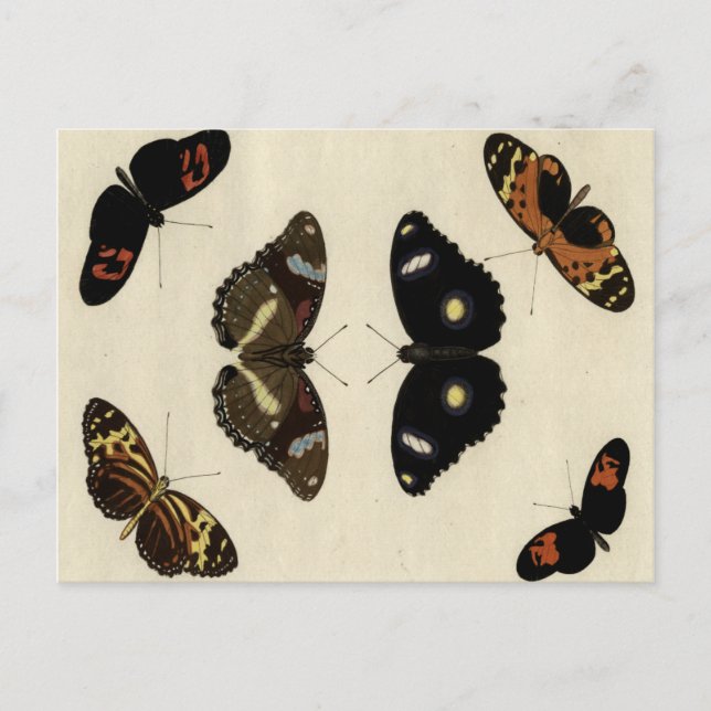 Colourful Butterfly Medley on Cream Background Postcard (Front)