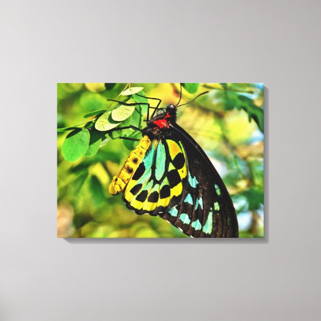 Colourful Butterfly On Canvas Print (Front)