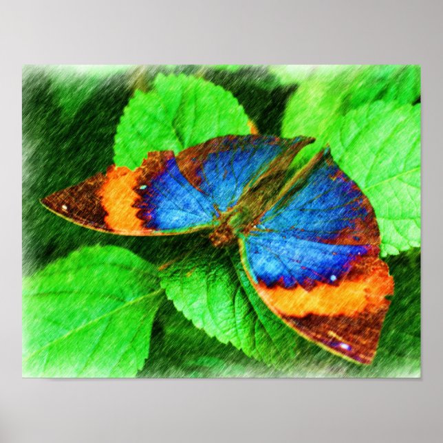 Colourful Butterfly Pencil Nature Art  Poster (Front)