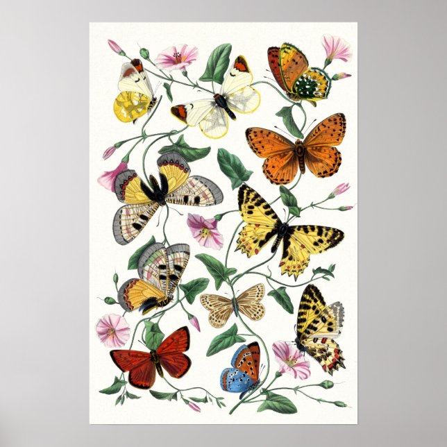 Colourful Butterfly Sketch Art Poster (Front)