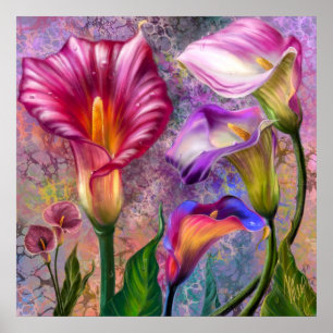 Colourful Calla Lilies Poster