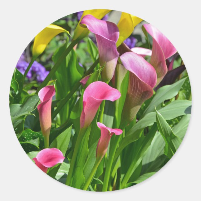 Colourful calla lily flowers classic round sticker (Front)