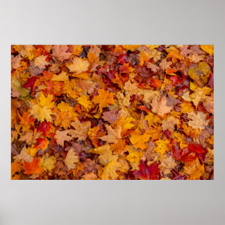 Colourful carpet, Ontario, Canada Poster