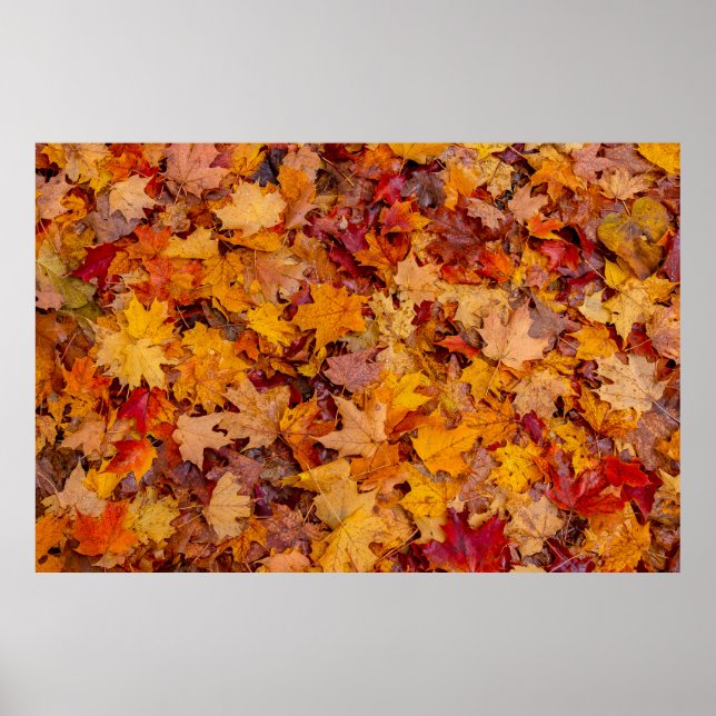 Colourful carpet, Ontario, Canada Poster (Front)