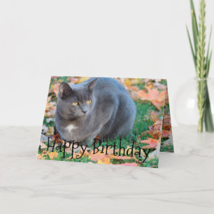 Colourful Cat Card