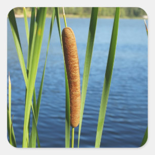 Colourful Cattails Square Sticker