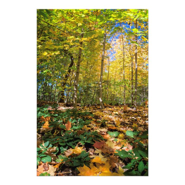 Colourful Central Park view Photo Print (Front)