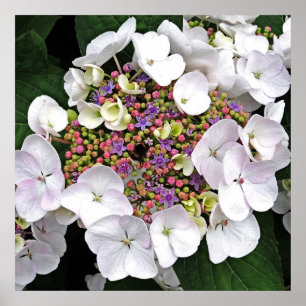 Colourful Centre White Lacecap Hydrangea Poster