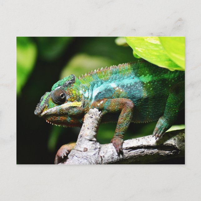 Colourful chameleon postcard (Front)