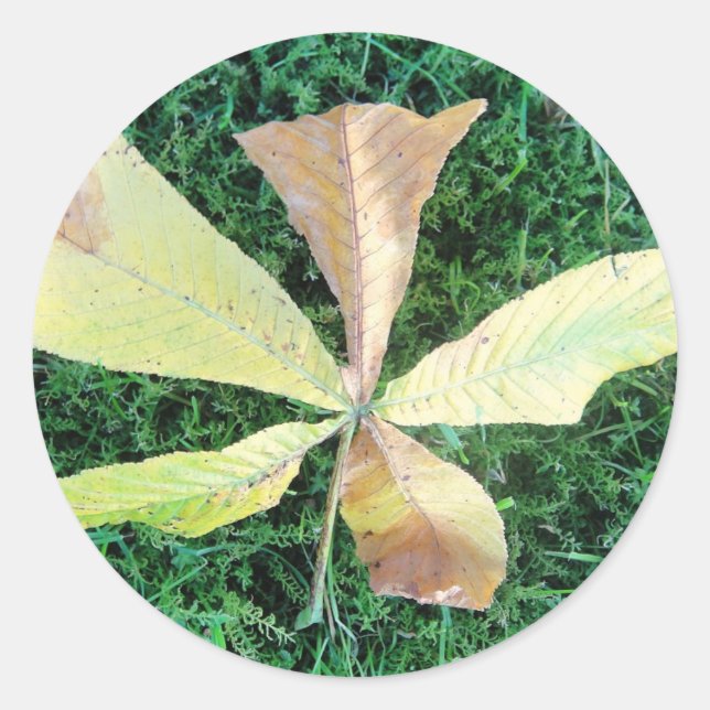 Colourful chestnut tree leaf classic round sticker (Front)