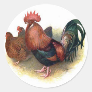 Colourful Chickens Stickers