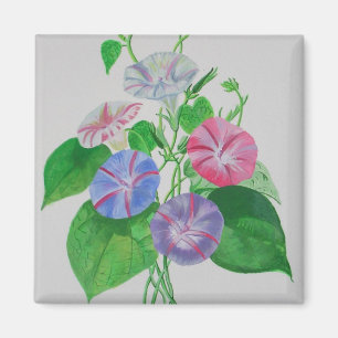 Colourful Climbing Morning Glory Botanical Art Magnet